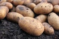 Freshly dug organic potatoes on a field. Newly harvested potatoes on the ground Royalty Free Stock Photo