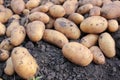 Freshly dug organic potatoes on a field. Newly harvested potatoes on the ground Royalty Free Stock Photo