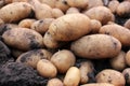 Freshly dug organic potatoes on a field. Newly harvested potatoes on the ground Royalty Free Stock Photo