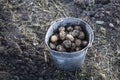 Freshly dug organic potatoes of new harvest at the potatoes plantation. Potatoes freshly harvested in a bucket Royalty Free Stock Photo