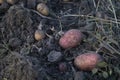 Freshly dug organic potatoes of new harvest at the potatoes plantation. Potato harvest on the field Royalty Free Stock Photo