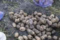 Freshly dug organic potatoes of new harvest at the potatoes plantation. Potato harvest on the field Royalty Free Stock Photo