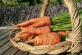 Freshly dug out carrots