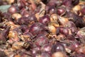 Freshly dug out onions drying in sun Royalty Free Stock Photo