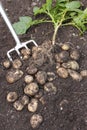 Freshly dug out potatoes and plant