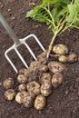 Freshly dug potatoes