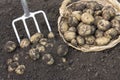 Freshly dug potatoes