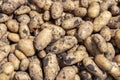 Freshly dug potatoes on a field close up Royalty Free Stock Photo