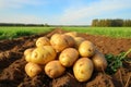 Freshly dug potatoes on the field in the countryside. Selective focus, Freshly picked potatoes on farmer field, healthy organic Royalty Free Stock Photo