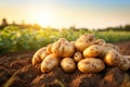 Freshly dug potatoes on a field at sunset. Close-up, Freshly picked potatoes farmer field, healthy organic produce, AI Royalty Free Stock Photo
