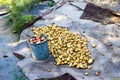 Freshly dug potatoes lie on a tarp next to a bucket of potatoes Ukraine