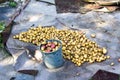 Freshly dug potatoes lie on a tarp next to a bucket of potatoes Ukraine