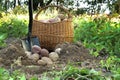 Freshly dug potatoes vary in size and collor