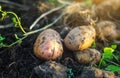 Freshly dug raw potatoes on the soil of a farm field. Harvesting, harvest. Harvesting potato. Fresh root organic vegetables Royalty Free Stock Photo