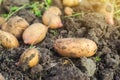 Freshly dug raw potatoes on the soil of a farm field. Harvesting, harvest. Harvesting potato. Fresh root organic vegetables Royalty Free Stock Photo