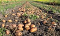 Freshly dug ripe potatoes in beds in a field close-up. Growing potatoes at home in the garden, harvesting potatoes Royalty Free Stock Photo