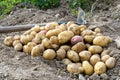 Freshly dug up heap of red and yellow potatoes lying on soil next to hoe.