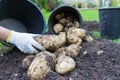 Freshly dug up potatoes Royalty Free Stock Photo