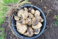 Freshly dug up potatoes Royalty Free Stock Photo