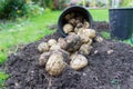 Freshly dug up potatoes Royalty Free Stock Photo