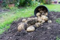 Freshly dug up potatoes Royalty Free Stock Photo