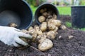 Freshly dug up potatoes Royalty Free Stock Photo