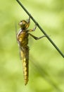 Freshly emerged broad bodied chaser