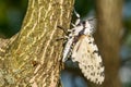 Giant Leopard Moth - Hypercompe scribonia Royalty Free Stock Photo