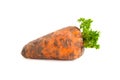 A freshly excavated carrot on a white background.