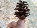 Freshly fallen pine tree seeds