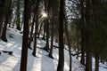 Woodsy scene with inches of fresh snow and sun streaming through copse of trees