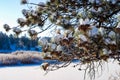 Ponderosa Pine Cones Snow Covered Royalty Free Stock Photo