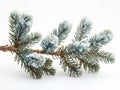Freshly fallen snow on a pine branch