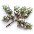 Freshly fallen snow on a pine branch