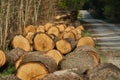 Freshly felled logs along a gravelled forest path Royalty Free Stock Photo