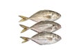 Freshly fish on white Royalty Free Stock Photo
