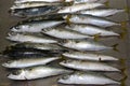 Frozen fish, Macarels, from the Indian Ocean Royalty Free Stock Photo