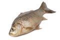 Freshly freshwater fish Crucian carp Royalty Free Stock Photo