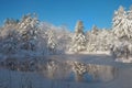 A freshly frozen forest pond surrounded by fresh snow covered pi