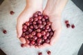 Freshly fruits gooseberries hands man Royalty Free Stock Photo