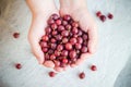 Freshly fruits gooseberries hands man Royalty Free Stock Photo