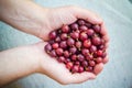 Freshly fruits gooseberries hands man Royalty Free Stock Photo