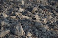 Freshly furrowed farm field closeup