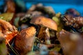 Freshly Gathered  Boletus Edulis Mushrooms Laying On The Blue Background