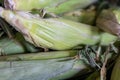 Freshly gathered Husked Corn