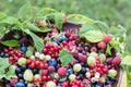 Freshly gathered juicy colorful berries outdoors in leaves background, mix of red currants, black currants, raspberries, white cur Royalty Free Stock Photo