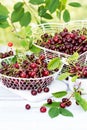 Freshly gathered juicy red cherries in white metal containers closeup , red cherries in garden on white wooden table