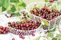 Freshly gathered juicy red cherries in white metal containers closeup , red cherries in garden on white wooden table