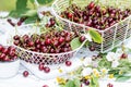 Freshly gathered juicy red cherries in white metal containers closeup and wildflowers in front