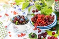 Freshly gathered juicy red currants, cherries, raspberries, blueberries in a white metal plate and cup in garden on sunny day clos Royalty Free Stock Photo